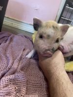 Miniature Pig Animals for sale in Nauvoo, AL 35578, USA. price: NA