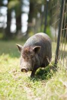 Miniature Pig Animals for sale in Wynne, AR 72396, USA. price: NA