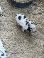 Miniature Pig Animals for sale in 139 Deerfield Rd S, Longview, TX 75605, USA. price: $85