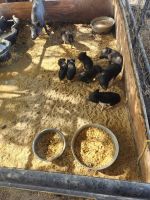 Miniature Pig Animals for sale in Calexico, CA, USA. price: $100