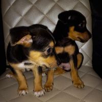 Miniature Pinscher Puppies for sale in 1441 Ahonui St, Honolulu, HI 96819, USA. price: NA