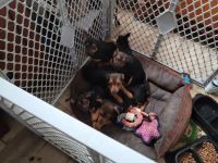 Miniature Pinscher Puppies for sale in 4704 Hatfield St, Bristol, PA 19007, USA. price: NA