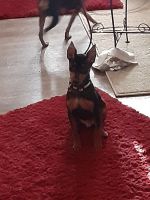 Miniature Pinscher Puppies for sale in Sidney, OH 45365, USA. price: NA