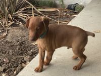 Miniature Pinscher Puppies for sale in Livermore, CA 94551, USA. price: NA