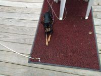 Miniature Pinscher Puppies for sale in West End, Pittsburgh, PA 15220, USA. price: NA