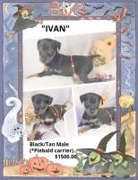 Miniature Pinscher Puppies for sale in Texarkana, AR 71854, USA. price: NA