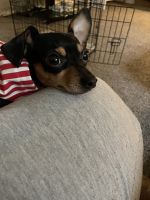 Miniature Pinscher Puppies for sale in Bayonne, NJ, USA. price: NA