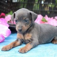 Miniature Pinscher Puppies for sale in New York, NY, USA. price: NA