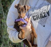 Miniature Pinscher Puppies for sale in Poteau, OK, USA. price: NA