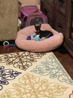 Miniature Pinscher Puppies for sale in Old Bridge, NJ 08857, USA. price: NA