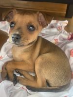 Miniature Pinscher Puppies for sale in Hermitage, PA, USA. price: NA