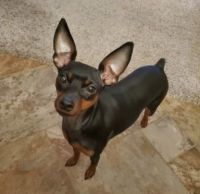 Miniature Pinscher Puppies for sale in Pensacola, FL, USA. price: NA