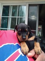 Miniature Pinscher Puppies for sale in NY-590, Rochester, NY, USA. price: NA
