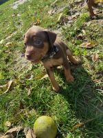 Miniature Pinscher Puppies for sale in Indianapolis, IN, USA. price: NA