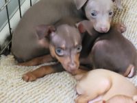 Miniature Pinscher Puppies Photos