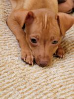 Miniature Pinscher Puppies for sale in Charlotte, NC, USA. price: NA