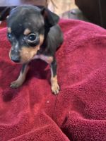 Miniature Pinscher Puppies for sale in Raymond, MS 39154, USA. price: NA