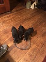 Miniature Pinscher Puppies for sale in OK-54, Oklahoma, USA. price: NA