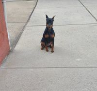 Miniature Pinscher Puppies for sale in Queens, NY, USA. price: NA