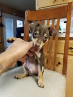 Miniature Pinscher Puppies for sale in Temple, TX, USA. price: NA