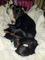 Miniature Pinscher Puppies for sale in St Helens, OR 97051, USA. price: NA