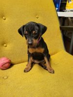 Miniature Pinscher Puppies for sale in Wichita, KS, USA. price: NA