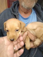 Miniature Pinscher Puppies for sale in Blue Springs, MS 38828, USA. price: NA
