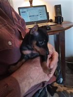 Miniature Pinscher Puppies for sale in McAlester, OK 74501, USA. price: NA