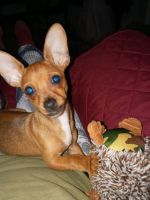 Miniature Pinscher Puppies for sale in St Lawrence, PA 19606, USA. price: NA