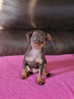 Miniature Pinscher Puppies for sale in Alabaster, AL, USA. price: NA