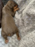 Miniature Pinscher Puppies for sale in Kansas City, MO 64118, USA. price: NA
