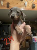 Miniature Pinscher Puppies for sale in Farwell, MI 48622, USA. price: NA