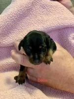 Miniature Pinscher Puppies for sale in Edgemere, MD 21219, USA. price: NA