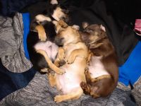 Miniature Pinscher Puppies for sale in 1900 6th St, Umatilla, OR 97882, USA. price: NA