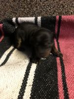 Miniature Pinscher Puppies for sale in 24555 Rd 16, Chowchilla, CA 93610, USA. price: NA