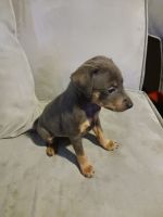 Miniature Pinscher Puppies for sale in Milton, PA, USA. price: NA