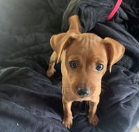 Miniature Pinscher Puppies for sale in Waldorf, MD, USA. price: NA