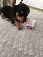 Miniature Pinscher Puppies for sale in Hershey, PA, USA. price: NA
