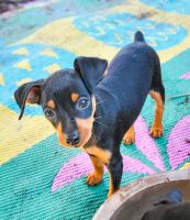 Miniature Pinscher Puppies for sale in Okeechobee, FL, USA. price: NA