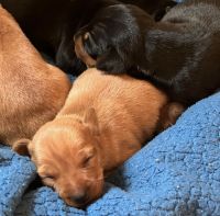 Miniature Pinscher Puppies for sale in Woodbury, NJ, USA. price: NA