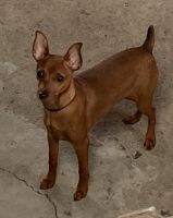 Miniature Pinscher Puppies for sale in Massapequa, NY, USA. price: NA