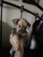 Miniature Pinscher Puppies for sale in Las Vegas, NV, USA. price: NA
