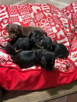 Miniature Pinscher Puppies for sale in Pearland, TX, USA. price: NA