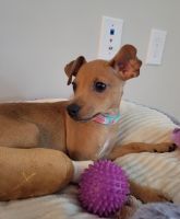 Miniature Pinscher Puppies for sale in Duluth, GA, USA. price: NA