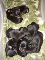 Miniature Pinscher Puppies for sale in Grandville, MI, USA. price: NA