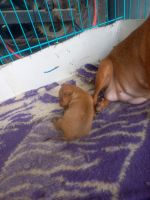 Miniature Pinscher Puppies for sale in Punjab 140406, India. price: 15000 INR