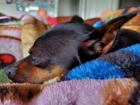 Miniature Pinscher Puppies for sale in Colorado Springs, CO 80916, USA. price: NA