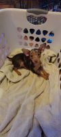 Miniature Pinscher Puppies for sale in Ripley, WV, USA. price: NA