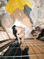 Miniature Pinscher Puppies Photos