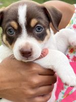 Miniature Pinscher Puppies for sale in Deltona, FL, USA. price: NA